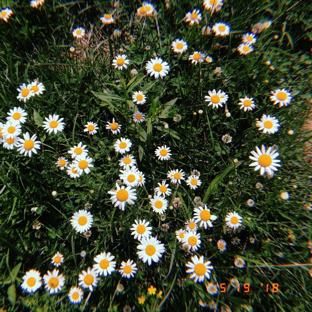 Meet your Posher, Clara